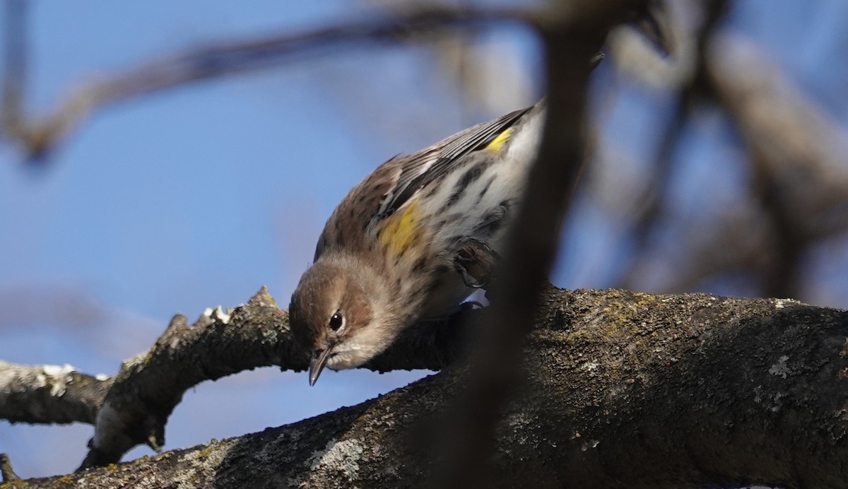 Yellow-rumped Warbler - Peter Reisfeld