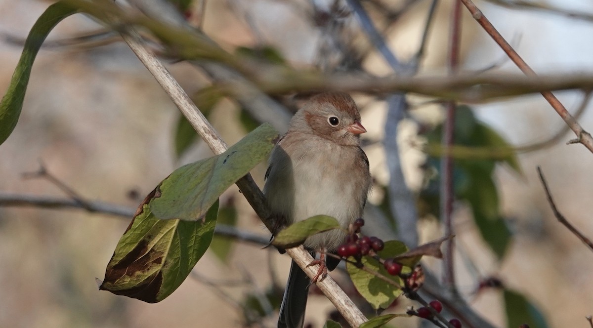 Field Sparrow - Peter Reisfeld