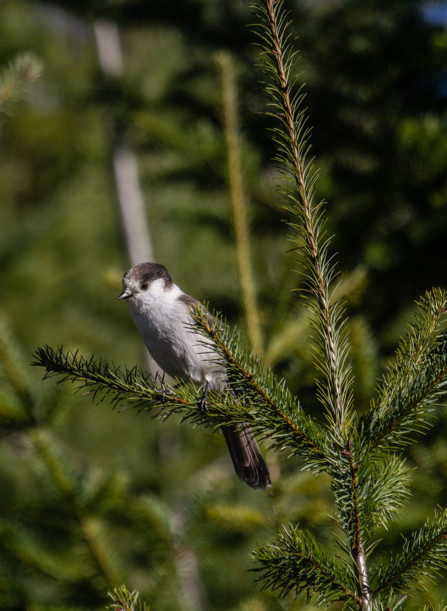 Canada Jay - ML611613648