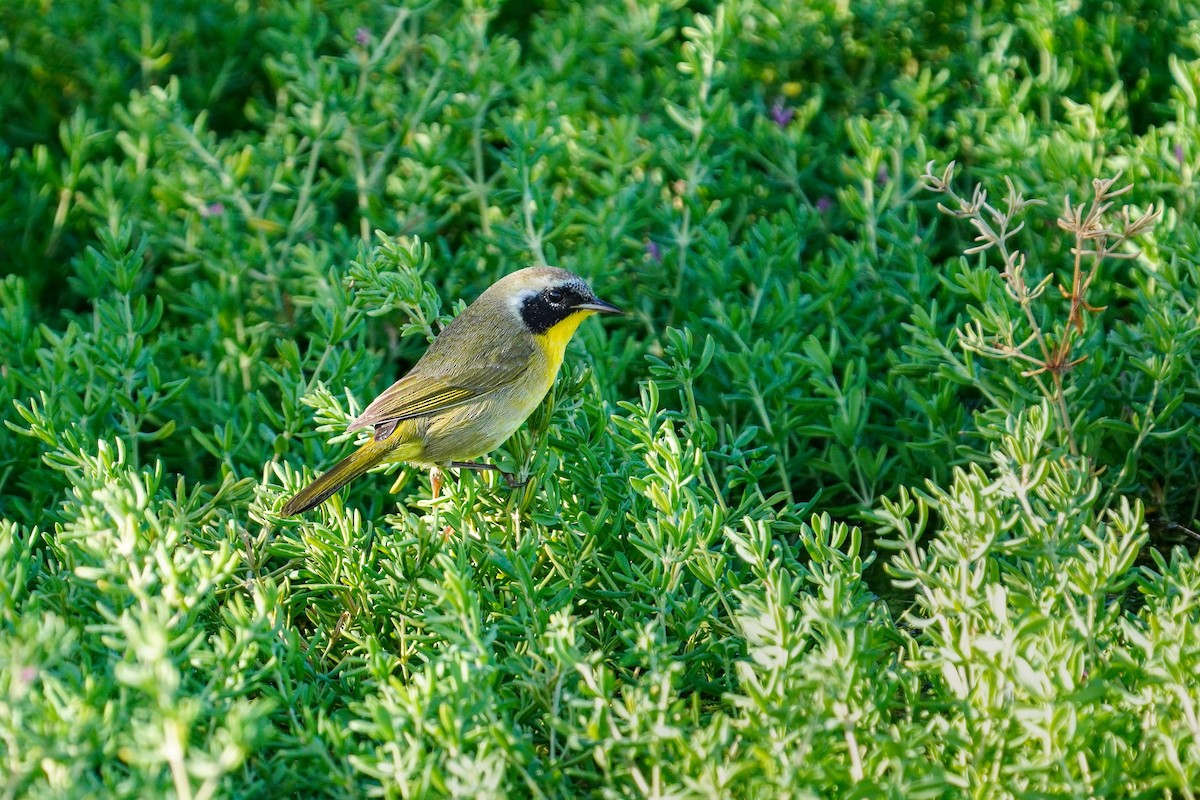 Common Yellowthroat - ML611613721