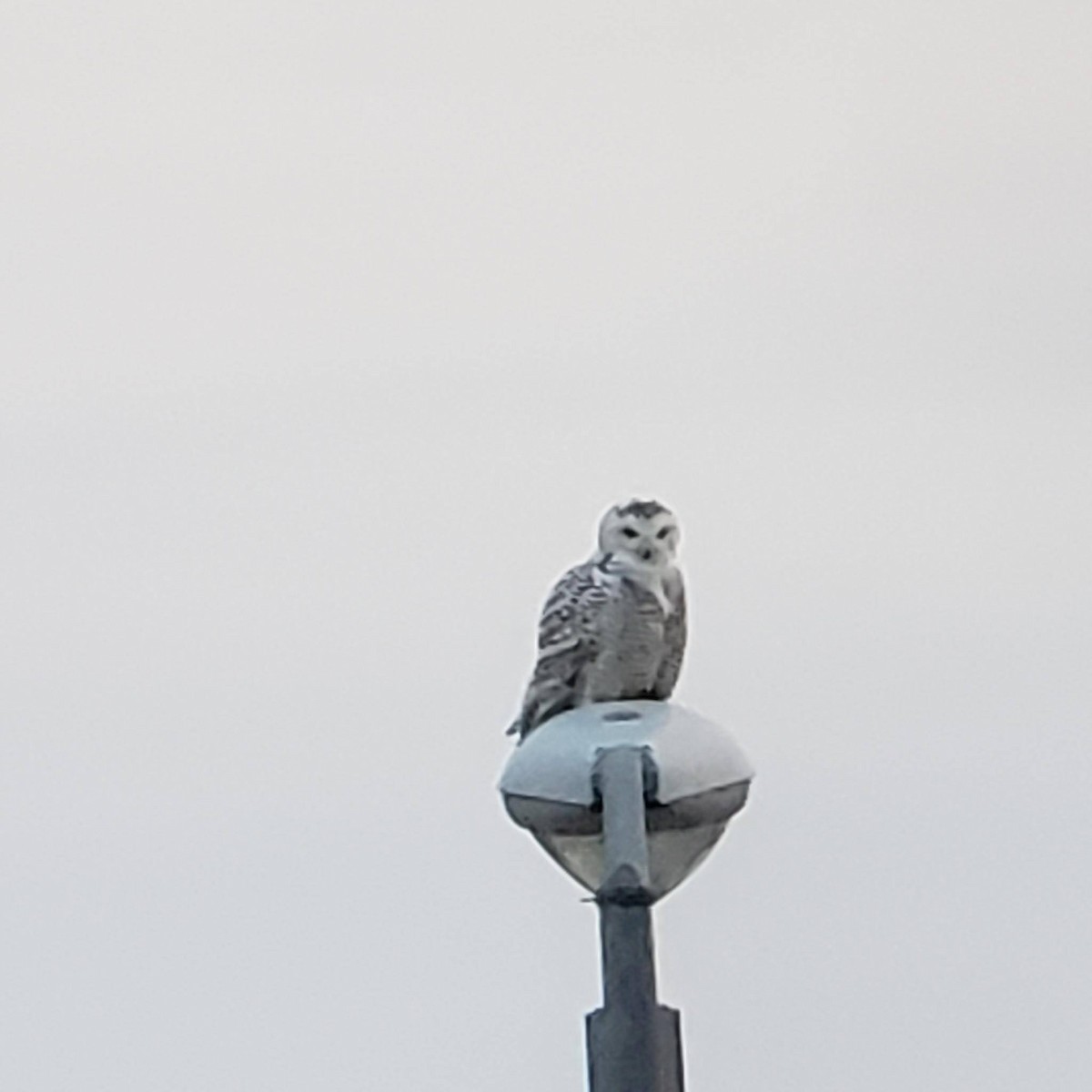 Snowy Owl - ML611613736