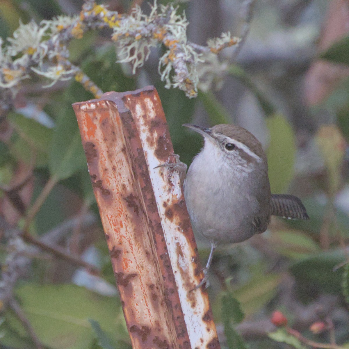 Bewick's Wren - ML611613758