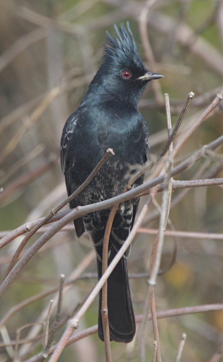 Phainopepla - Sam Rawlins