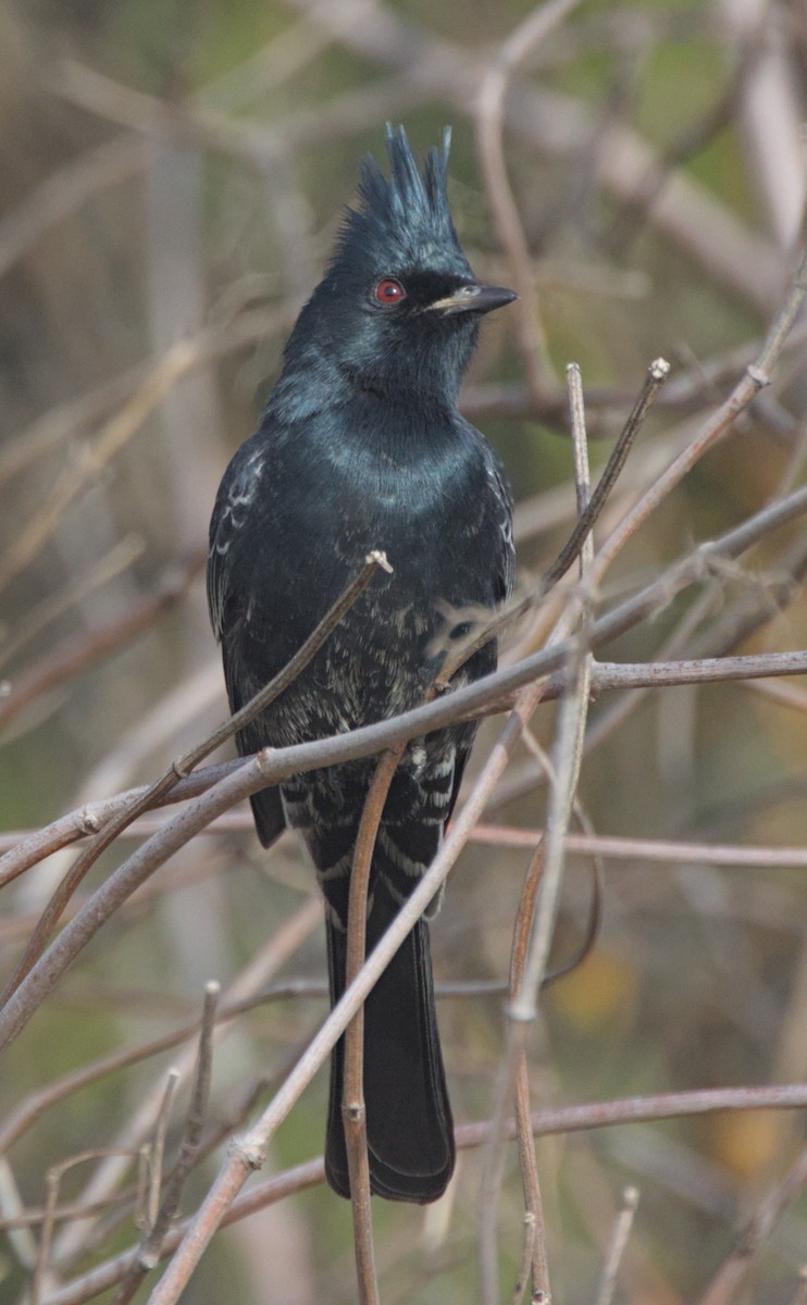 Phainopepla - Sam Rawlins