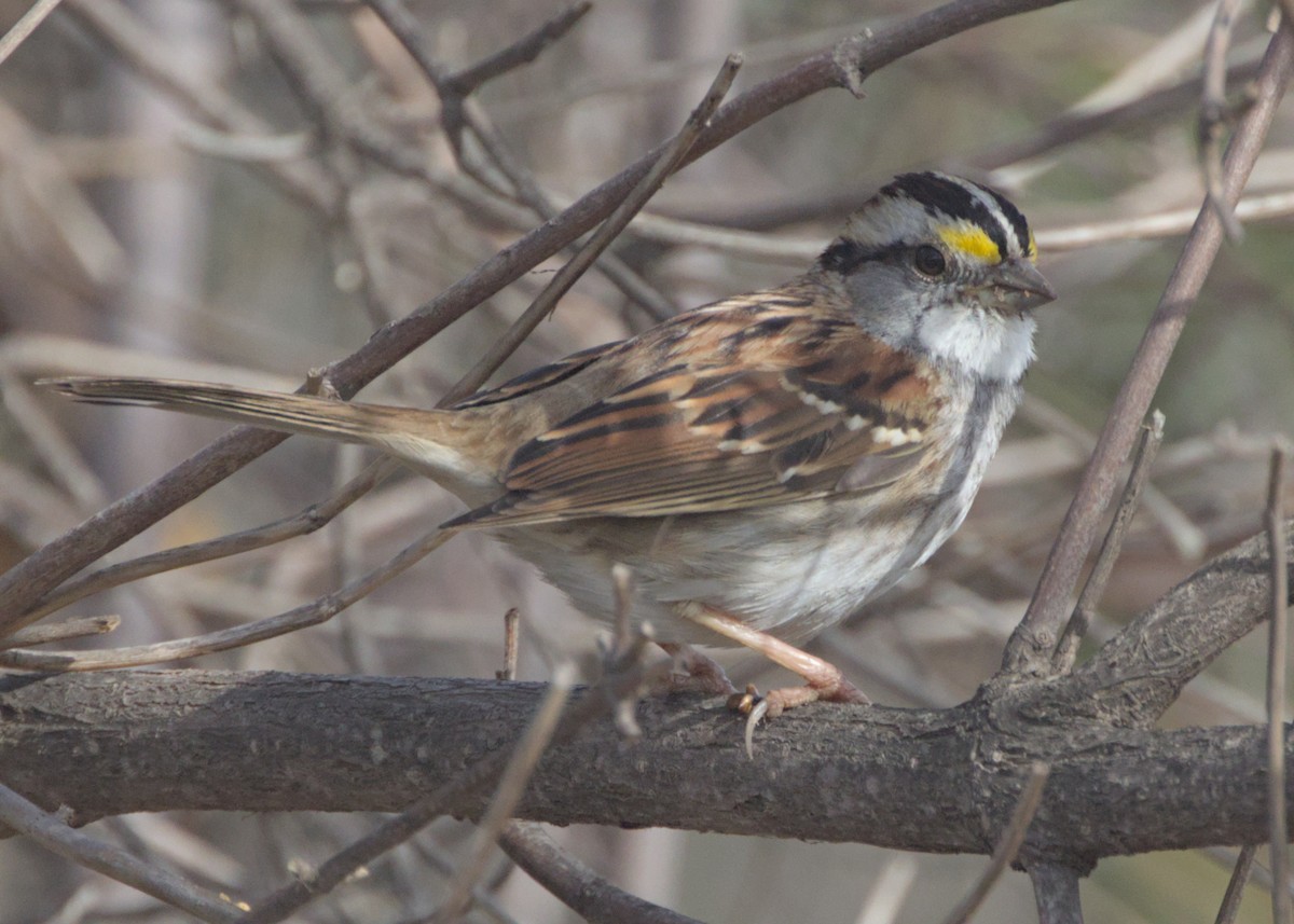 White-throated Sparrow - Sam Rawlins