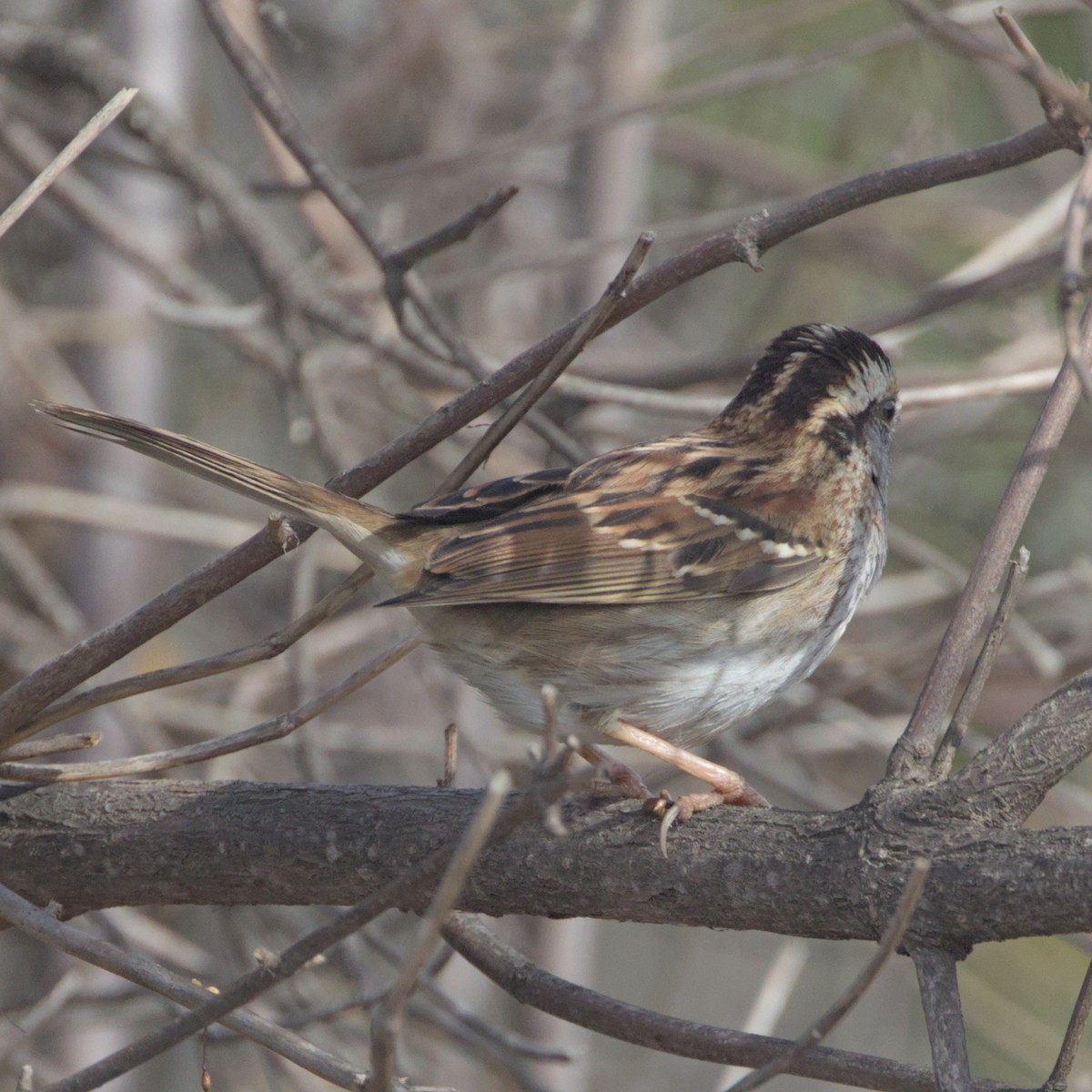 White-throated Sparrow - Sam Rawlins