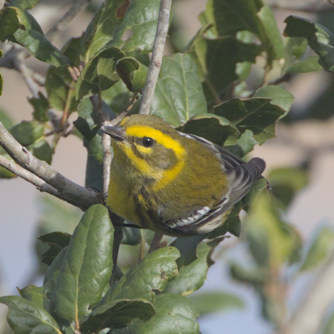 Townsend's Warbler - Sam Rawlins