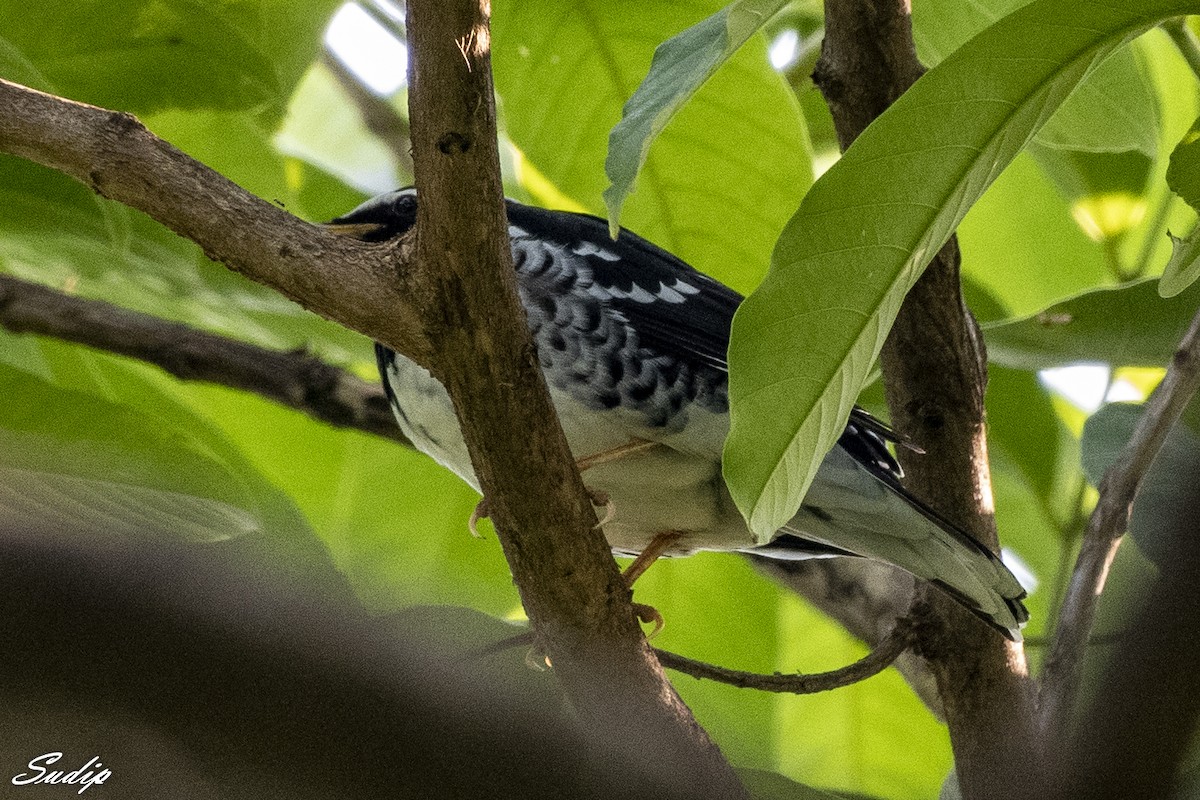 Pied Thrush - ML611613775