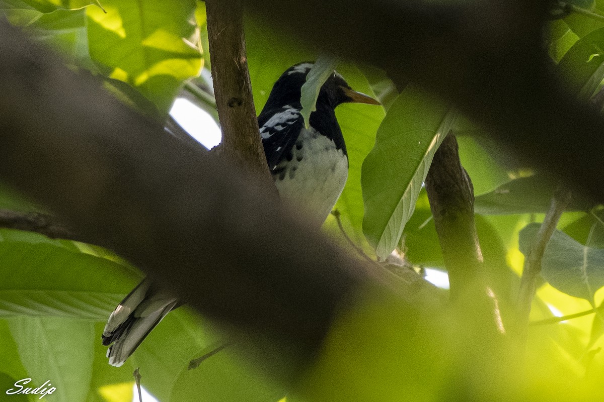 Pied Thrush - ML611613776