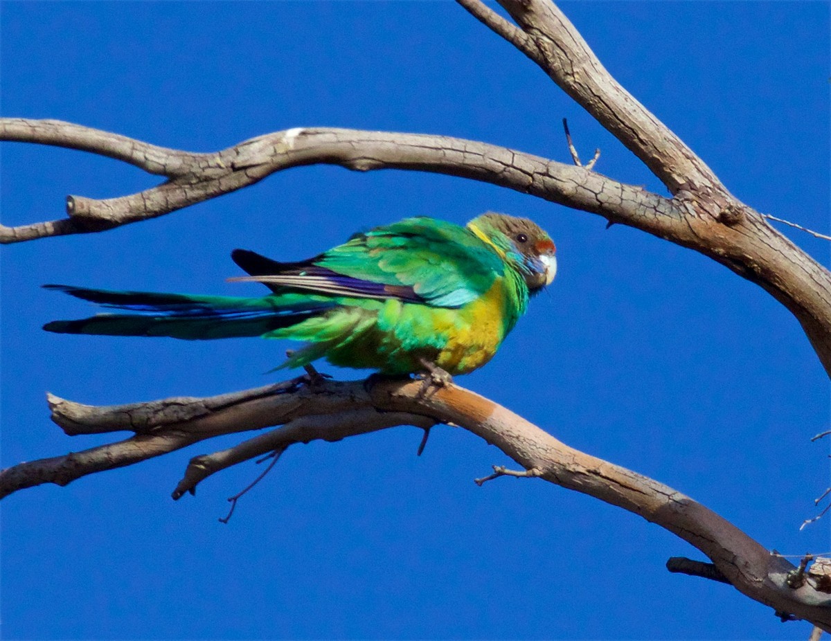 Australian Ringneck - ML611613854