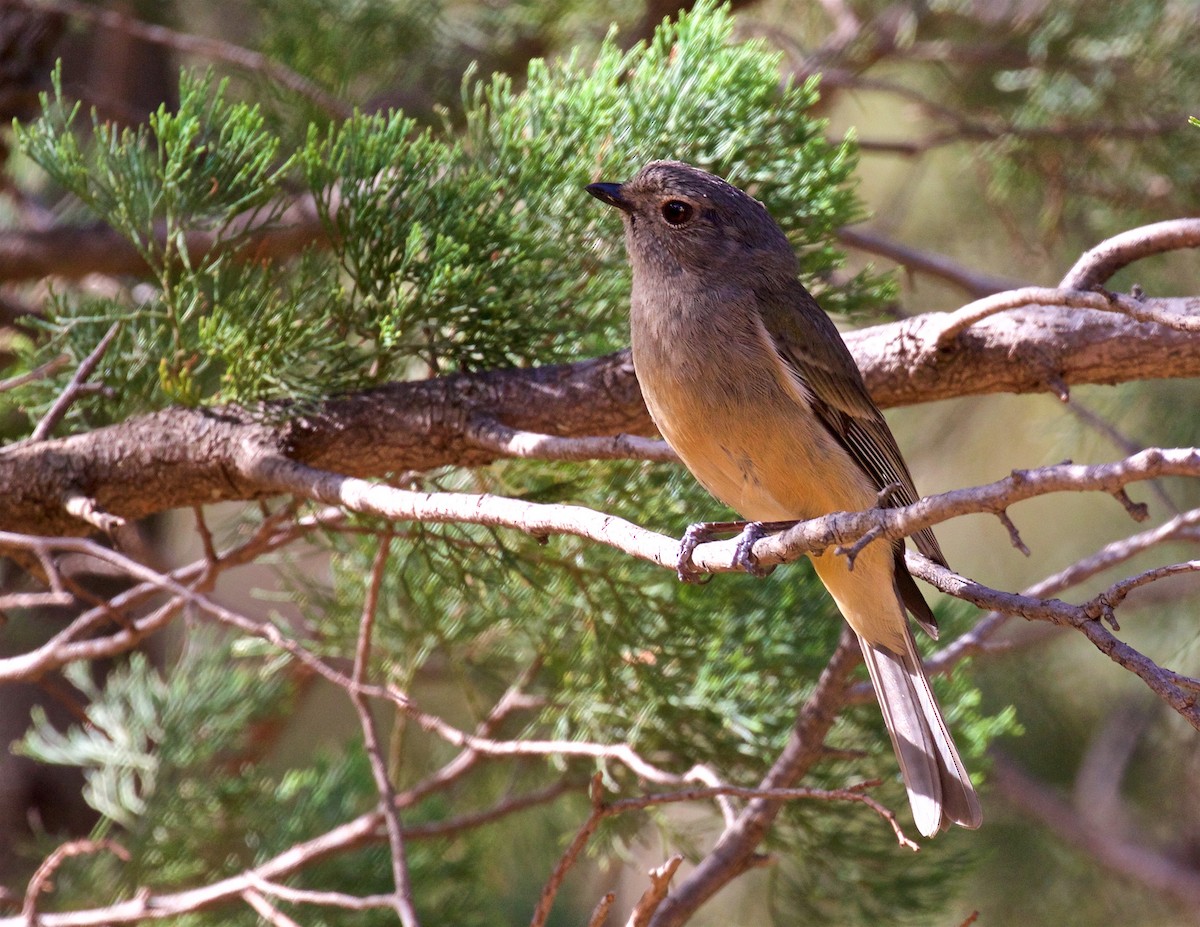 Gray Shrikethrush - ML611613899