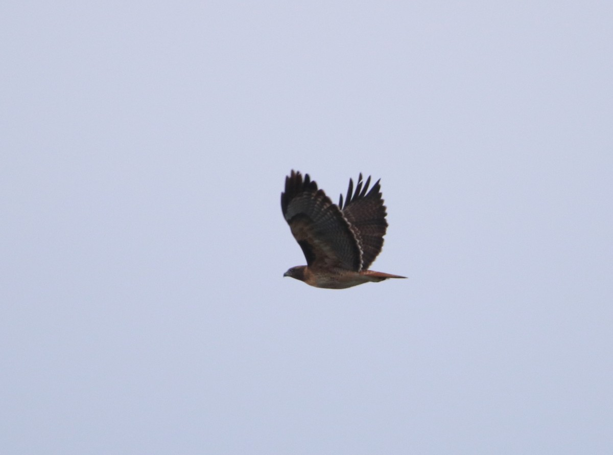 Red-tailed Hawk - ML611613961