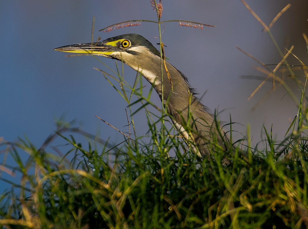 Striated Heron - ML611613987