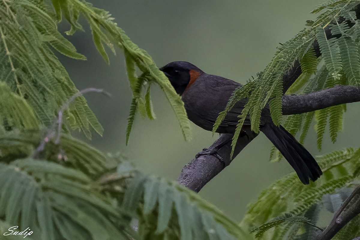 Rufous-necked Laughingthrush - ML611614002