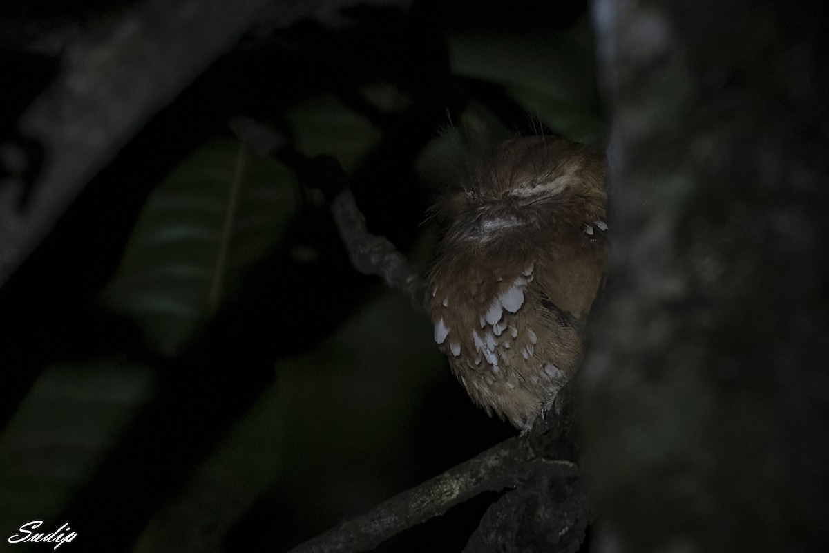 Hodgson's Frogmouth - ML611614011