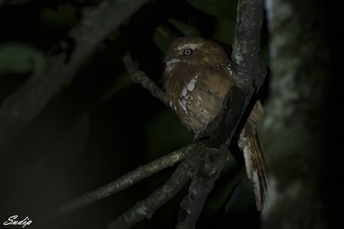 Hodgson's Frogmouth - ML611614012