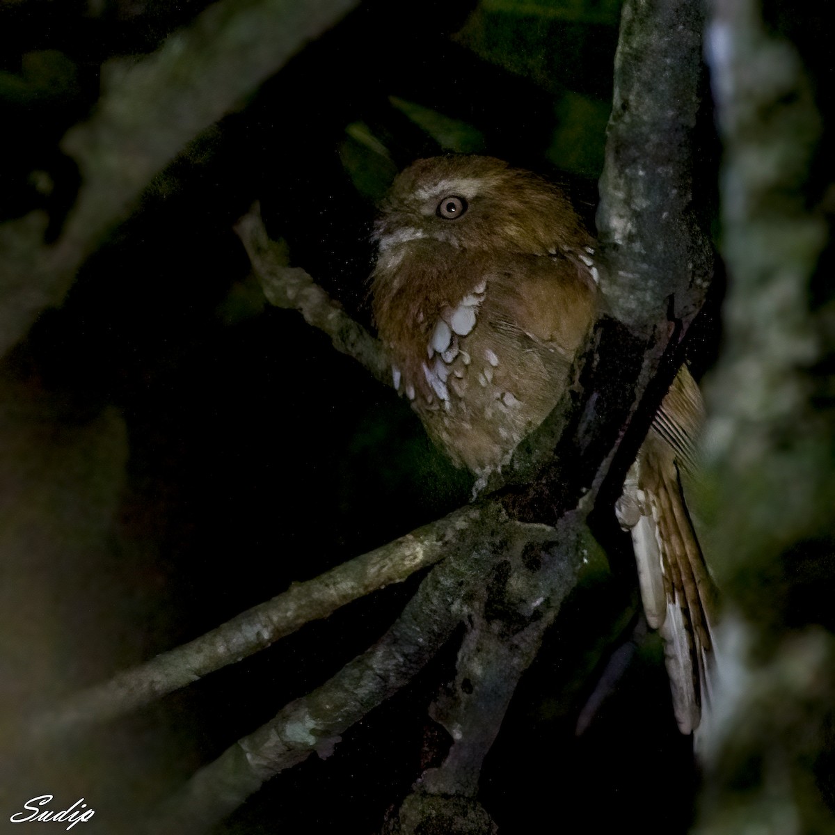 Hodgson's Frogmouth - ML611614014