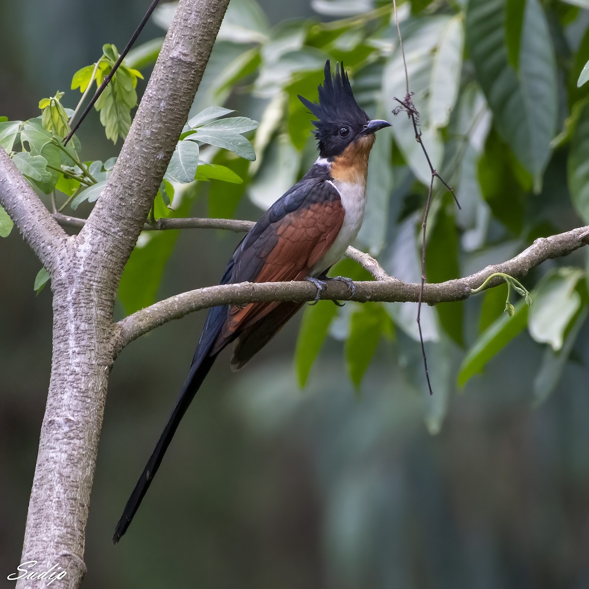 Chestnut-winged Cuckoo - ML611614079