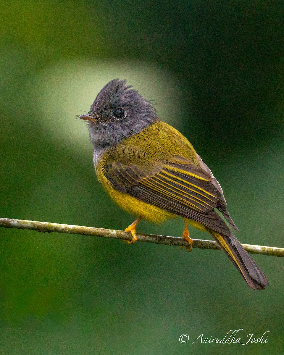 Gray-headed Canary-Flycatcher - Aniruddha Joshi