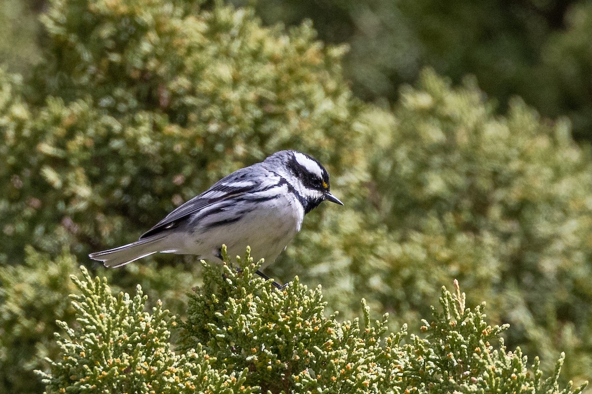 Black-throated Gray Warbler - ML611614109