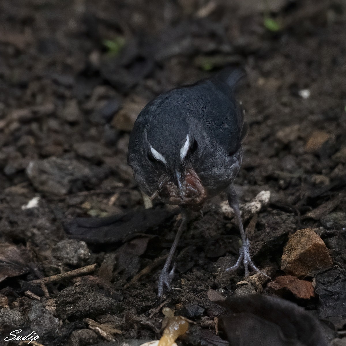 Lesser Shortwing - Sudip Ghosh