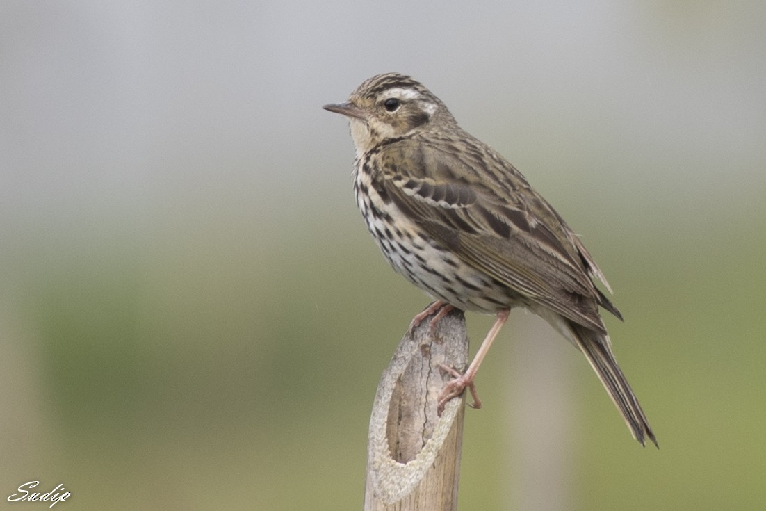 Olive-backed Pipit - ML611614153