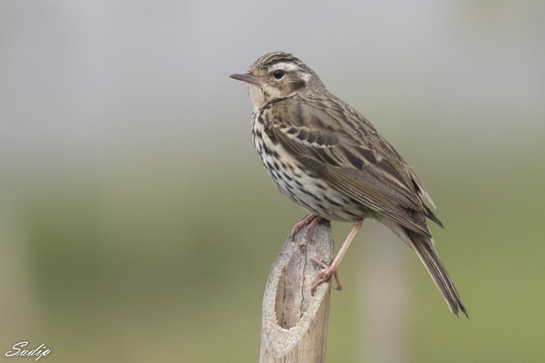 Pipit à dos olive - ML611614153