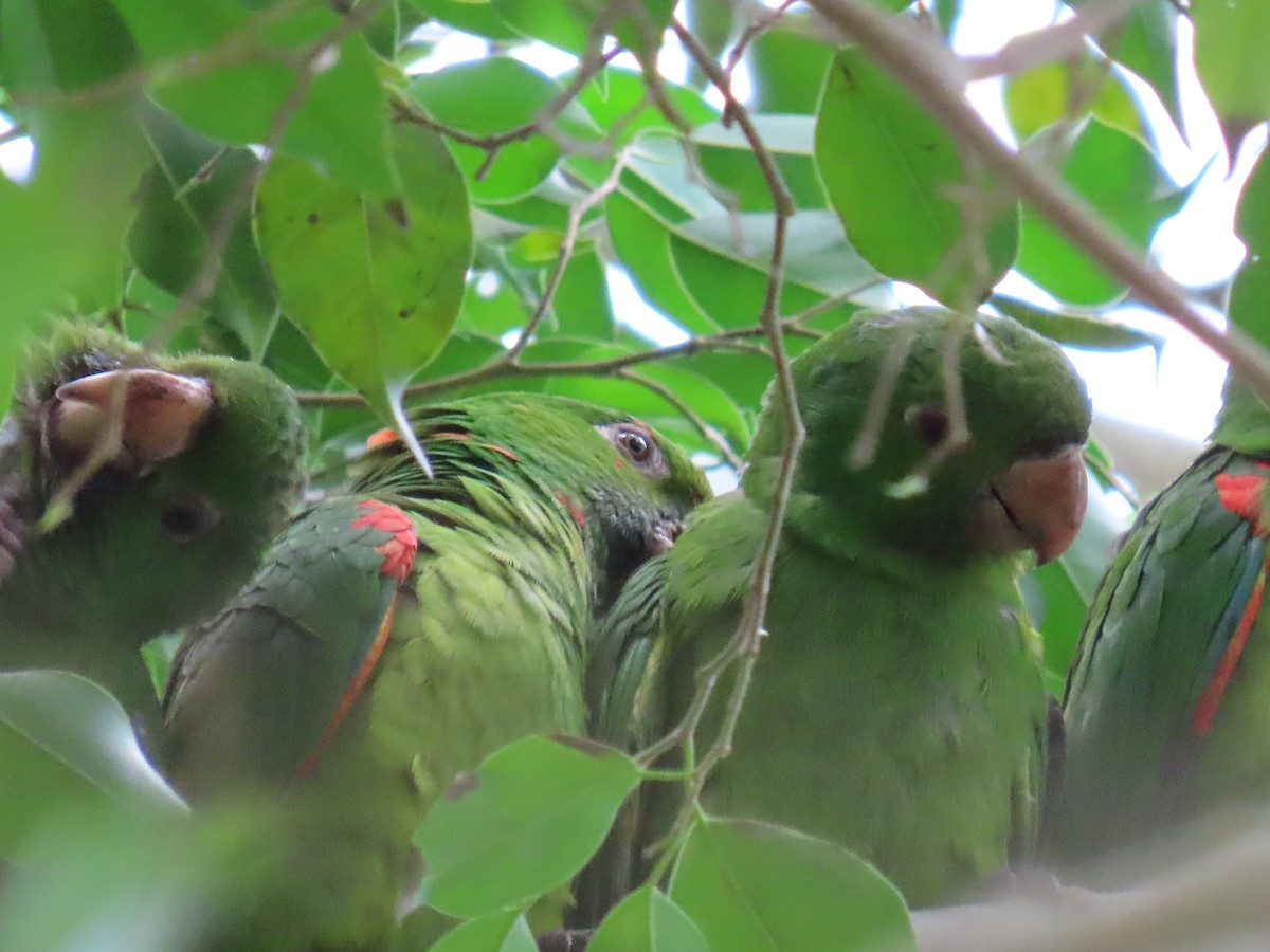 White-eyed Parakeet - ML611614180