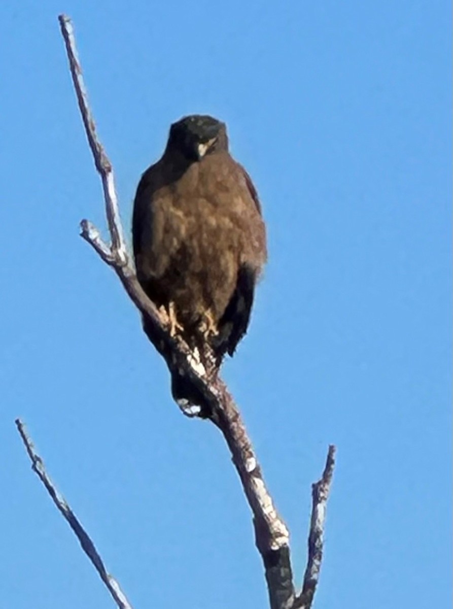 Crested Serpent-Eagle - MIAOLING HSIEH