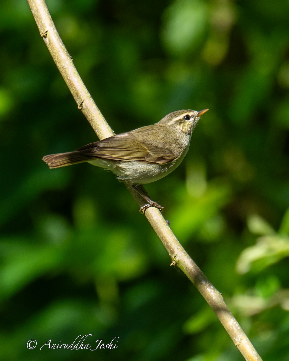 Mosquitero Verdoso - ML611614190