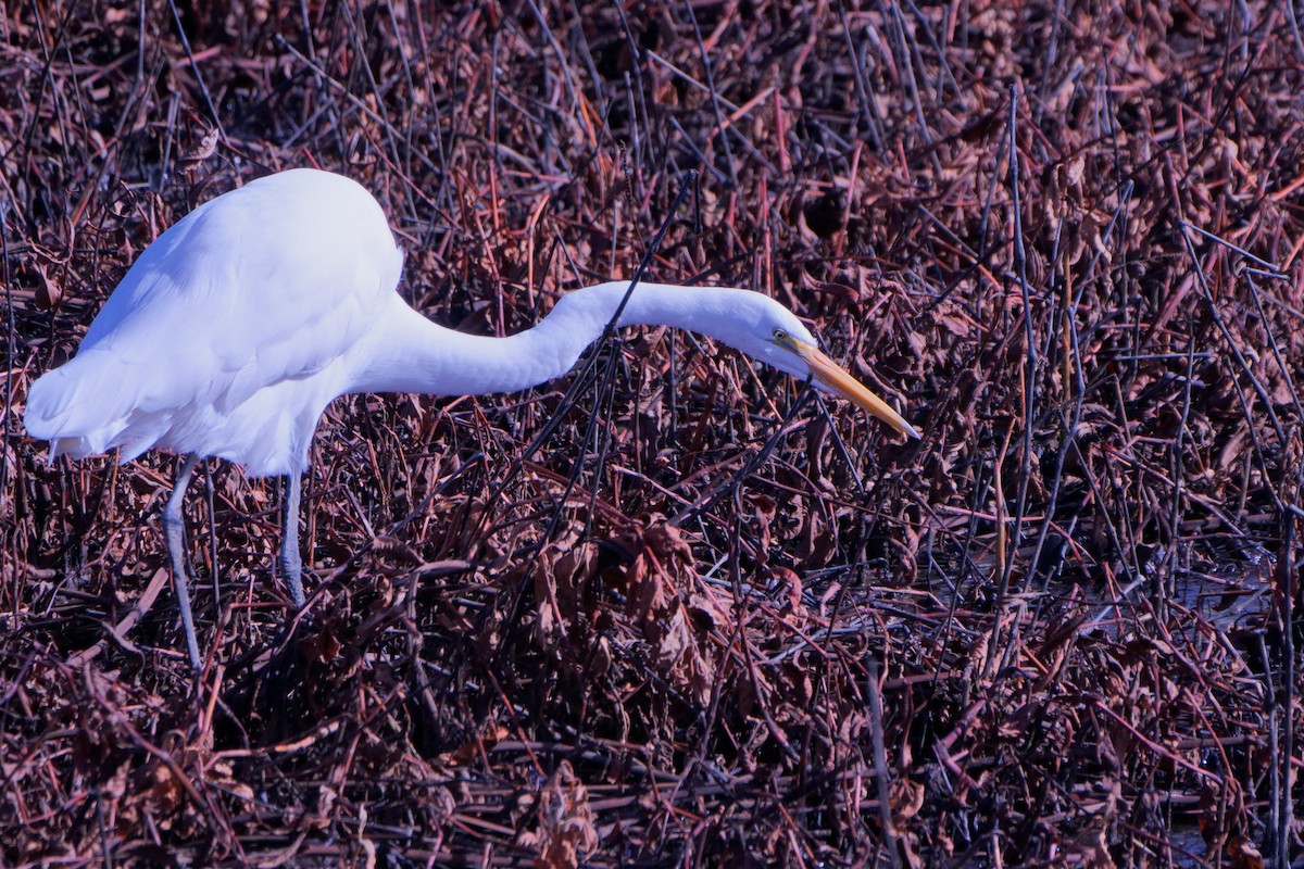 Great Egret - ML611614213