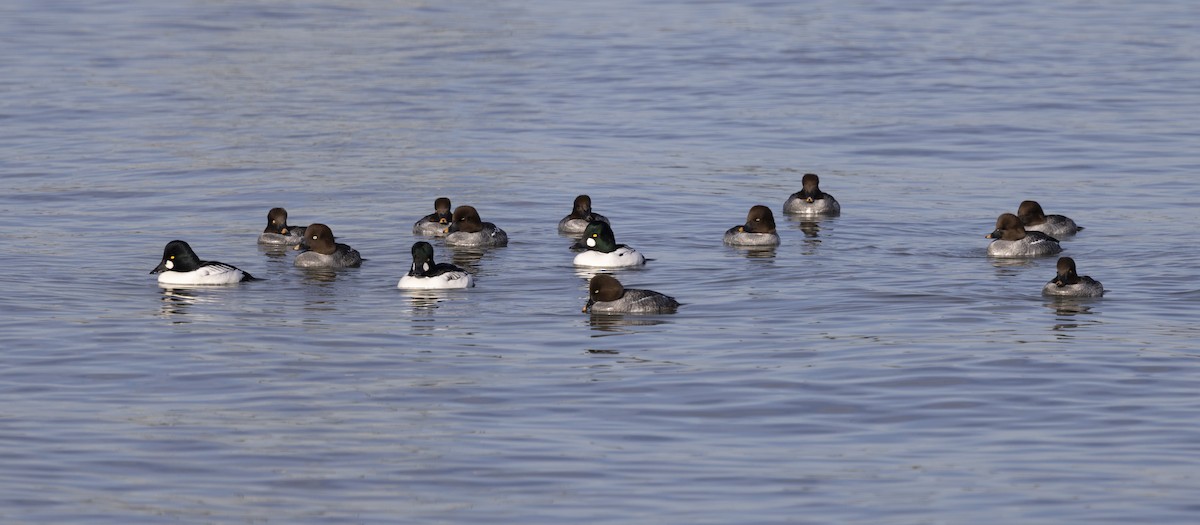 Common Goldeneye - ML611614342