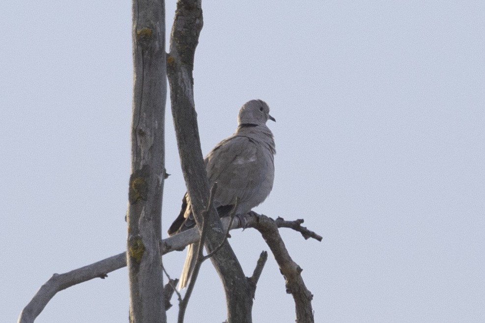 Eurasian Collared-Dove - ML611614362