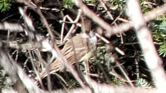 Dusky-capped Flycatcher - ML611614382