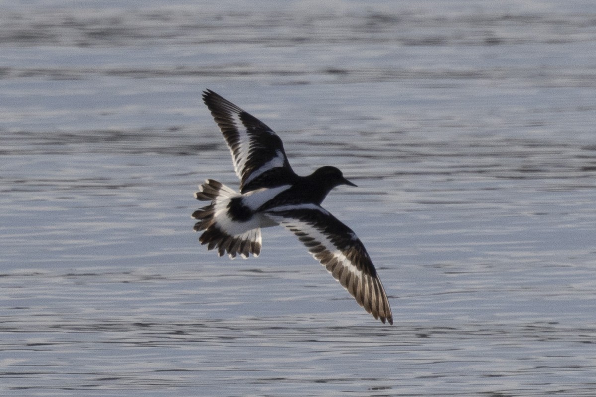 Black Turnstone - Loni Ye