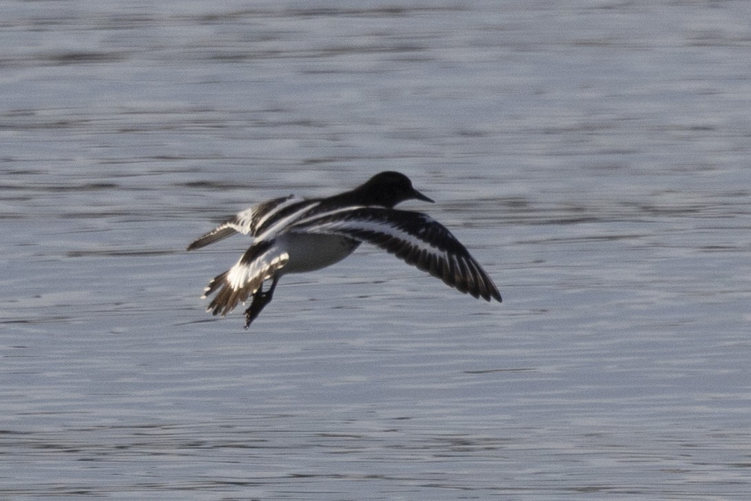 Black Turnstone - ML611614386