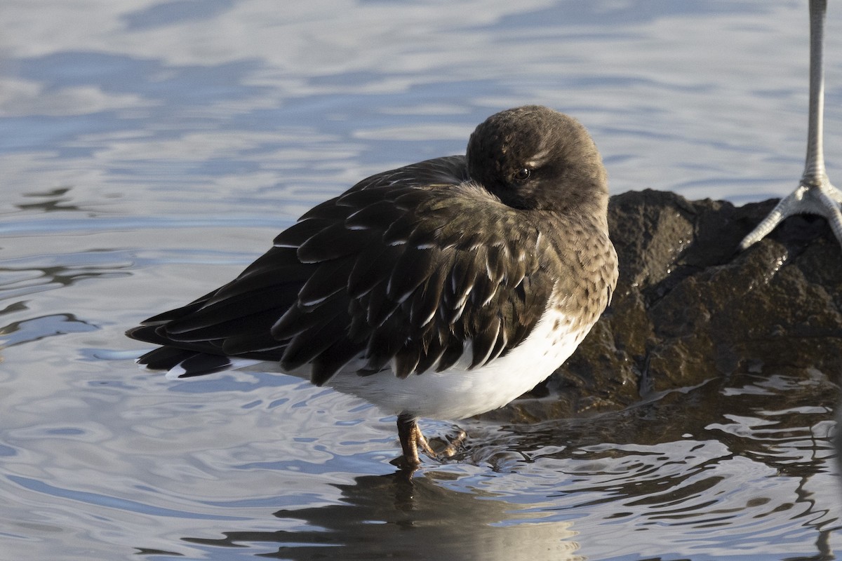 Black Turnstone - ML611614389