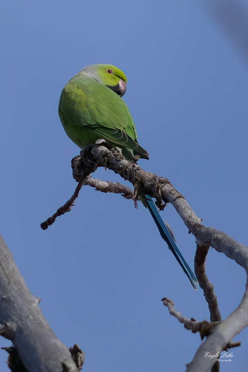 Rose-ringed Parakeet - ML611614562