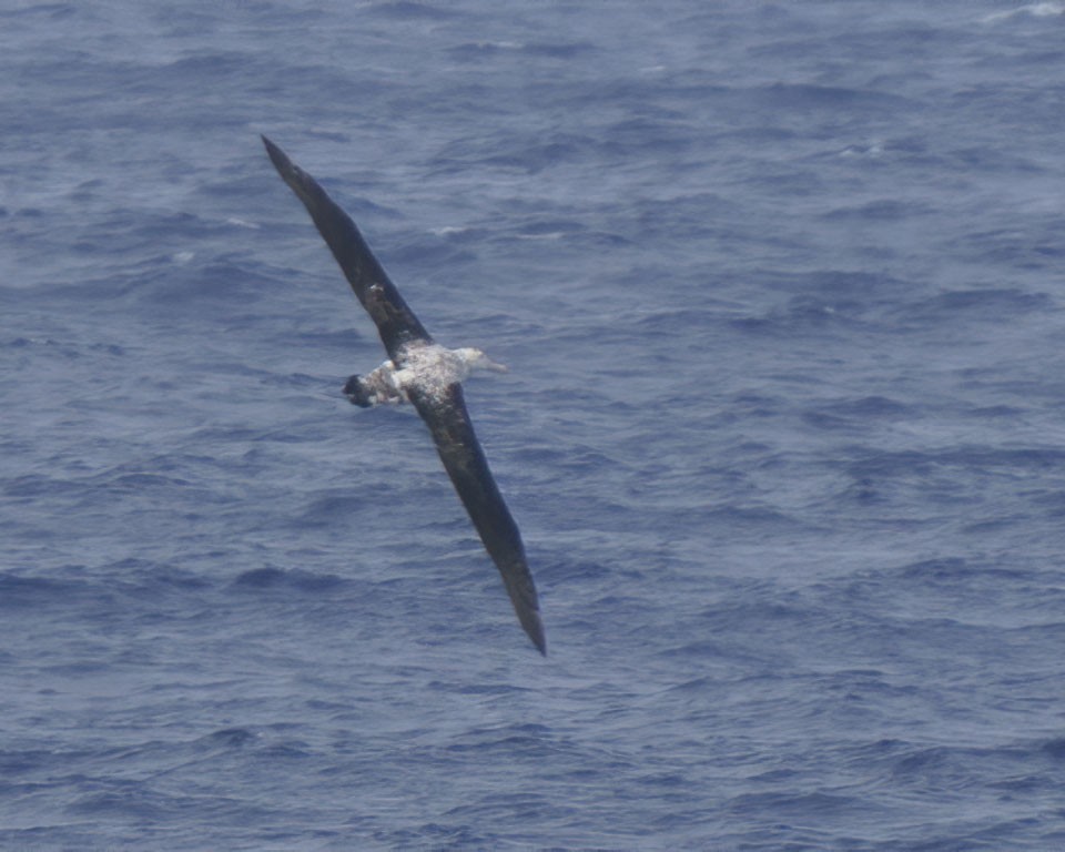 albatros stěhovavý - ML611614629