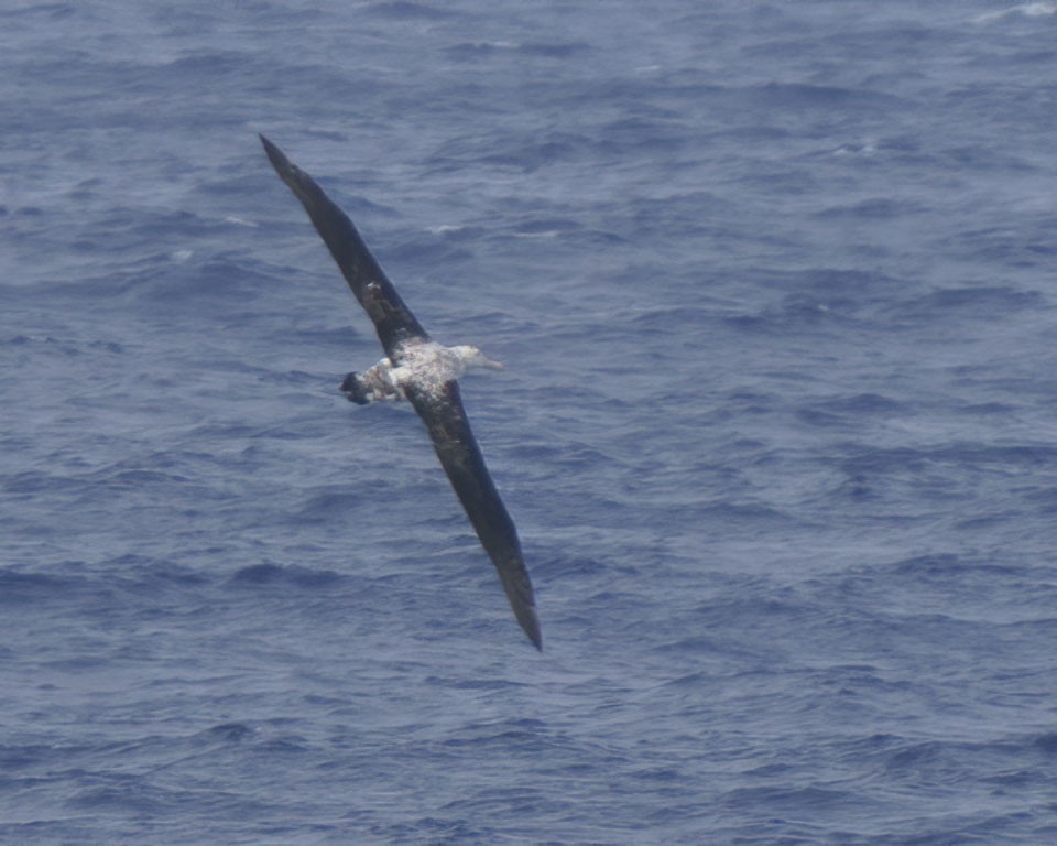 Snowy Albatross - ML611614629