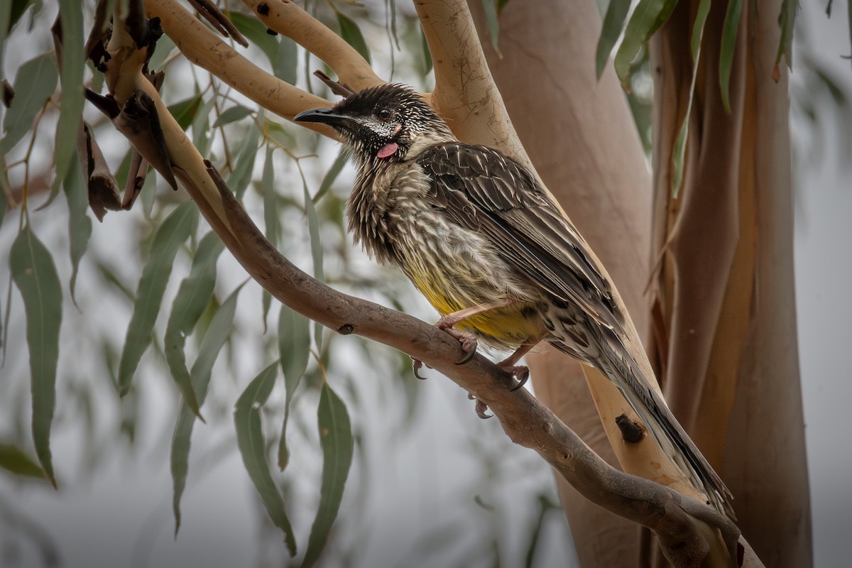 Red Wattlebird - ML611614638