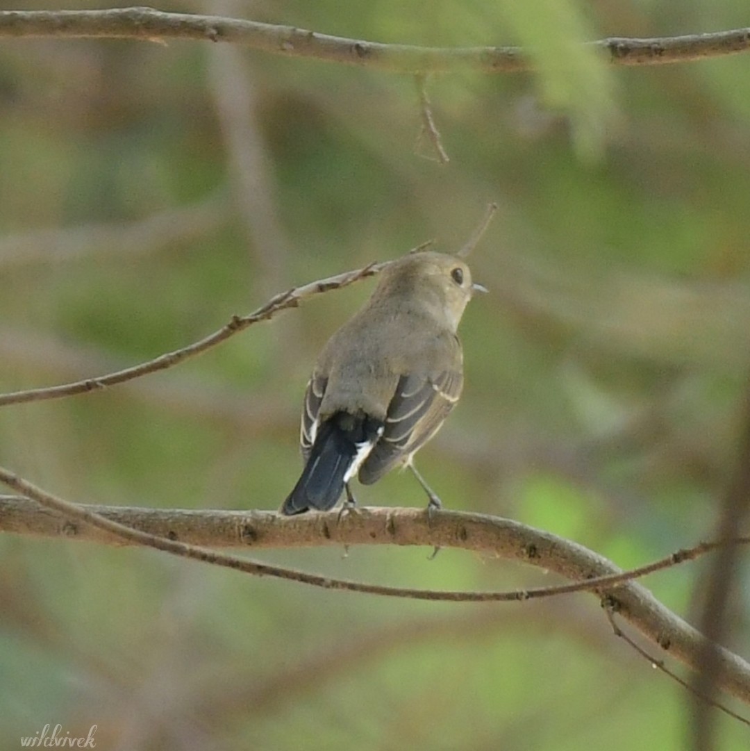 Taiga Flycatcher - vivek  upadhyay