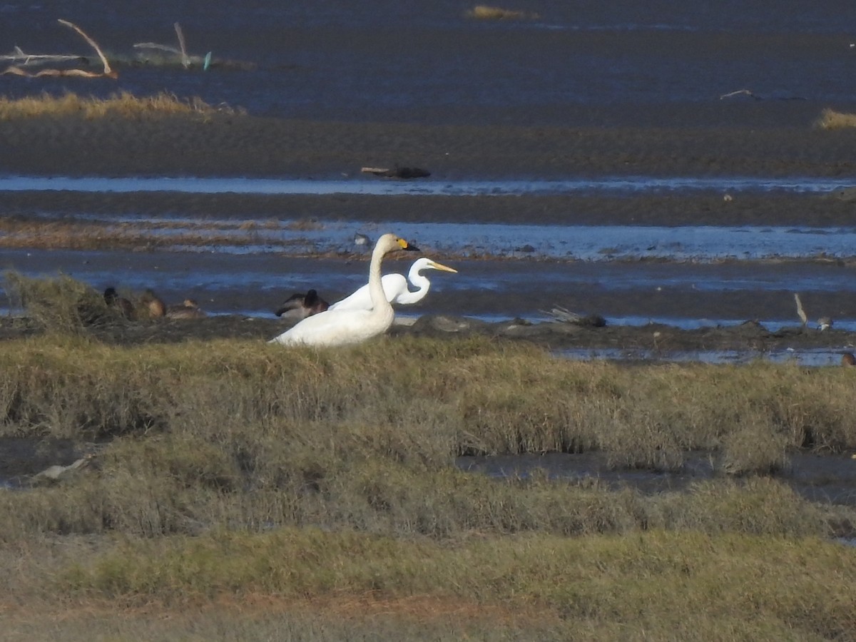 Tundra Swan - ML611614766