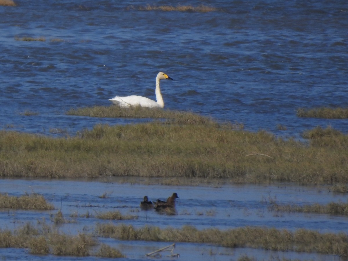 Tundra Swan - ML611614767