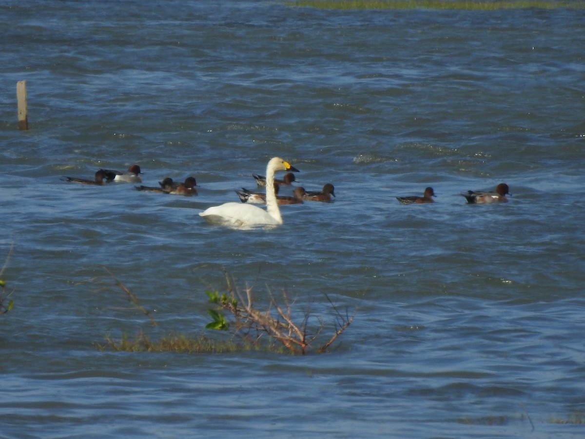 Tundra Swan - ML611614768