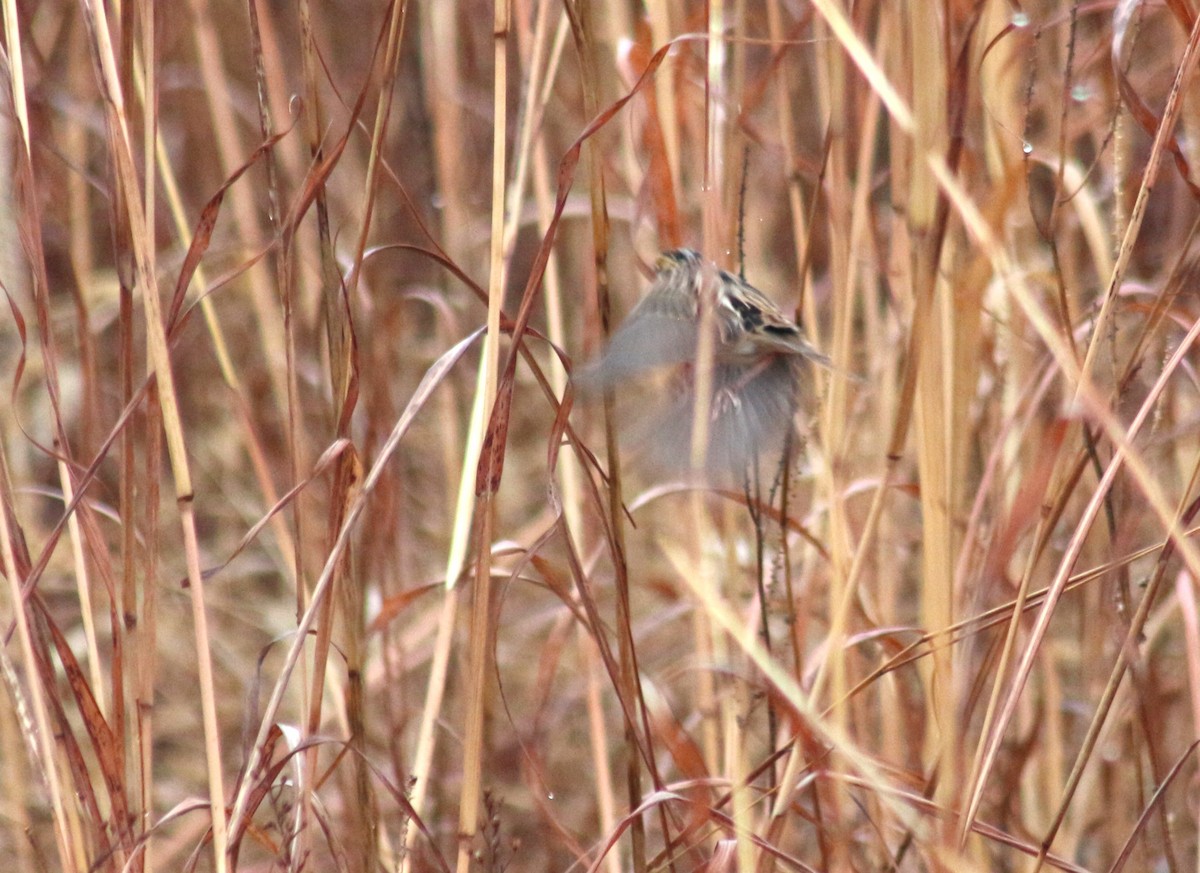 LeConte's Sparrow - ML611614979