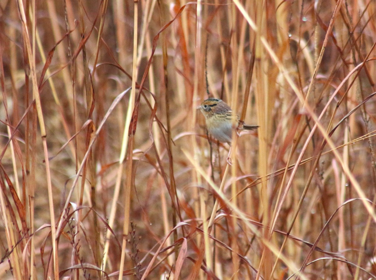 LeConte's Sparrow - ML611614983