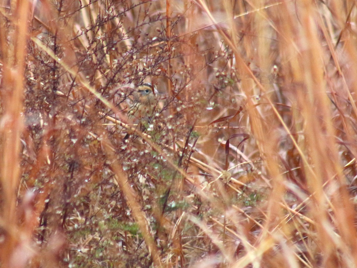 LeConte's Sparrow - ML611614992