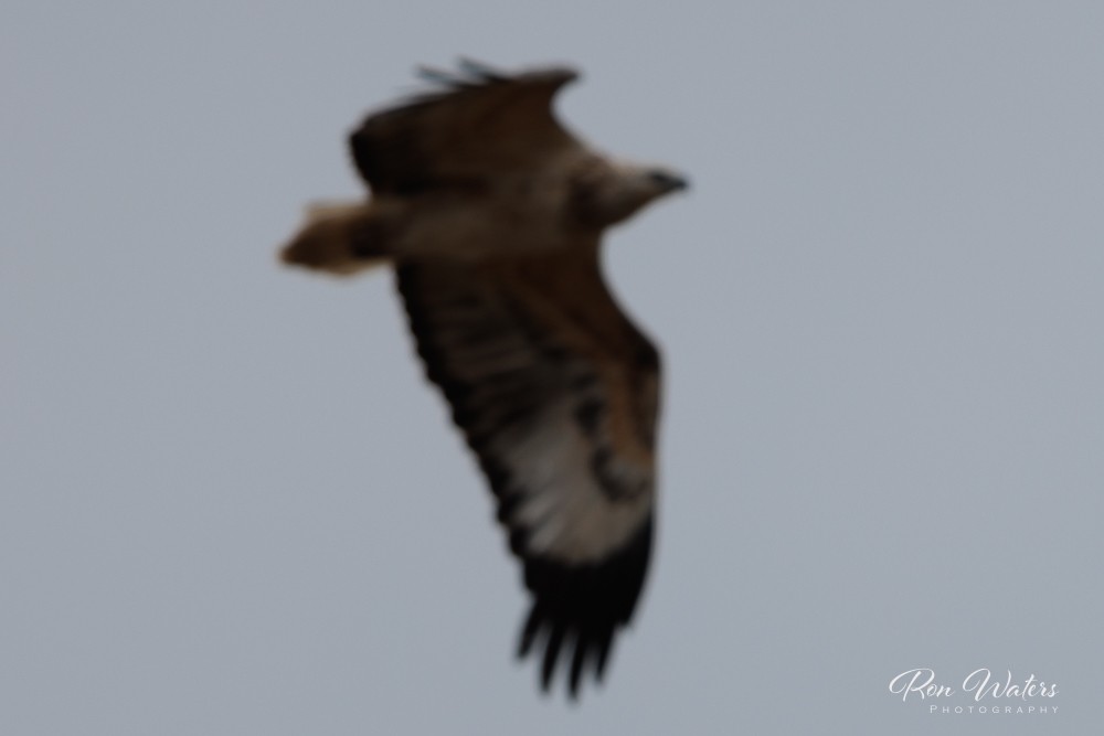 White-bellied Sea-Eagle - ML611615158