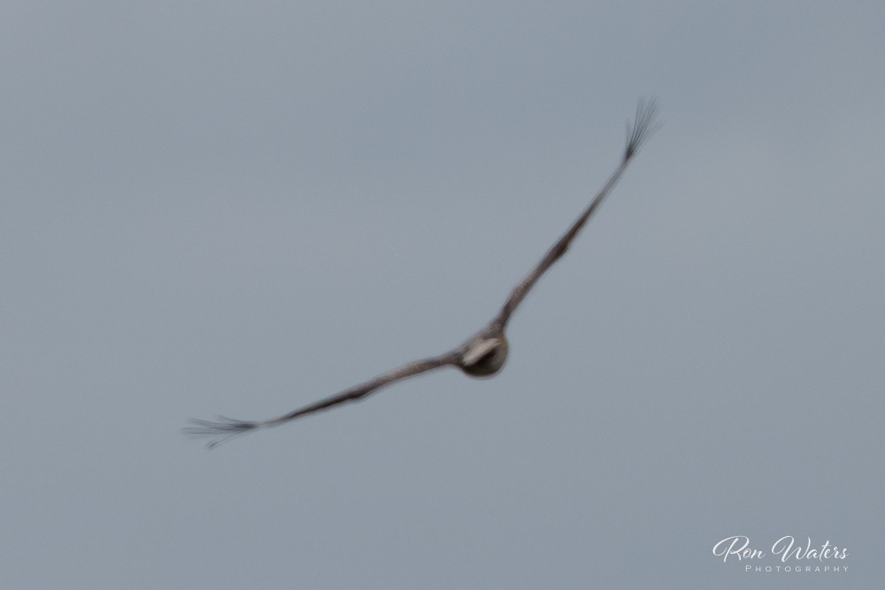 White-bellied Sea-Eagle - ML611615159